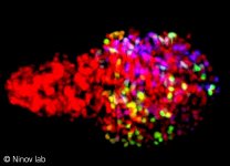 Das Bild zeigt β-Zellen eines Zebrafisches. Das Beta-bow System ermöglicht die Kennzeichnung der Zellen durch die kombinatorische Expression fluoreszierender Proteine. Dadurch kann die Entwicklungsgeschichte der β-Zellen von ihrer Entstehung an verfolgt