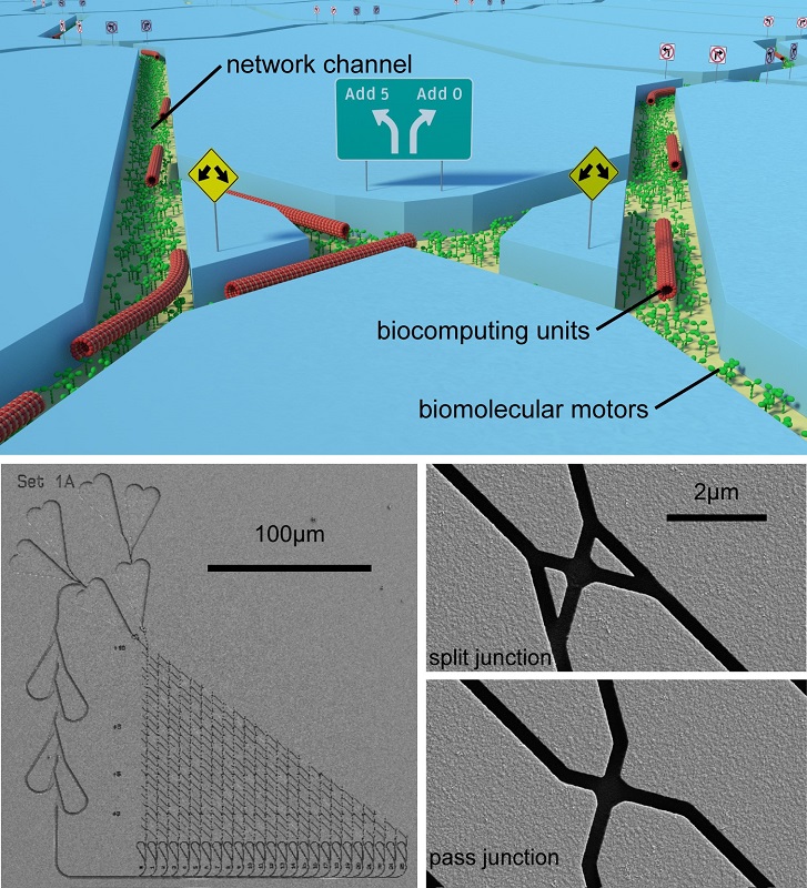Netzwerkbasierte Bioinformatik. Oben: Illustrierung von Bioinformatik-Einheiten, die mithilfe von molekularen Motoren durch eine Verbindungsstelle inmitten eines Kanal-Netzwerkes angetrieben werden. Unten: Rasterelektronenmikroskopische Aufnahmen eines Ne