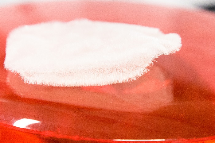 Biomaterial-Scaffold im Labor von Prof. Michael Gelinsky © Stephan Wiegand, MF TUD